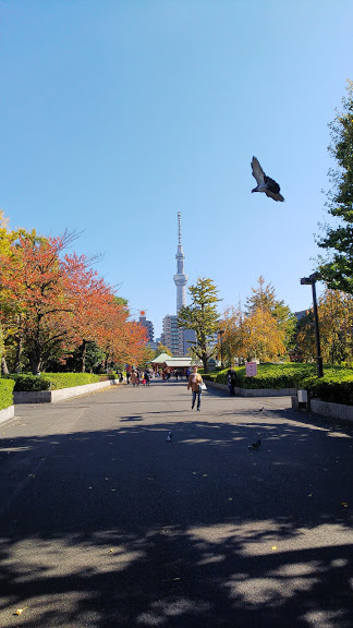 鳩が良い感じで飛んでくれてます